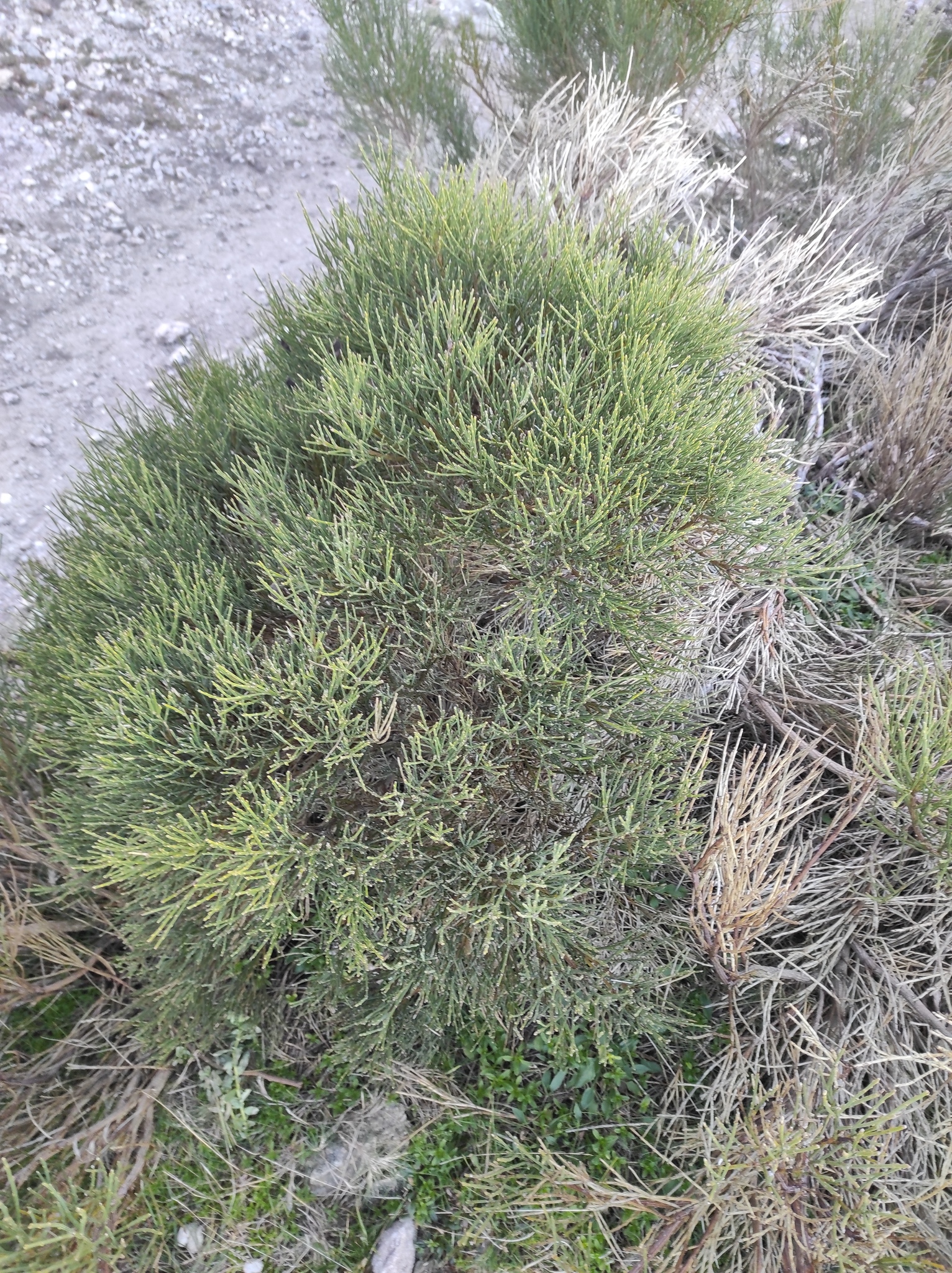 Pyrenean Broom (Cytisus oromediterraneus)
