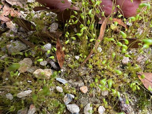 Funaria Moss