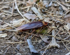 Periplaneta americana