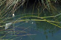 Calopteryx xanthostoma