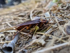 Periplaneta americana