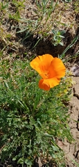 Eschscholzia californica