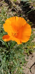 Eschscholzia californica