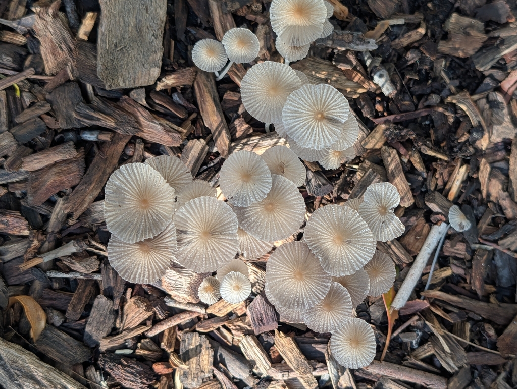 Parasola plicatilis · March 2026 · photo: © rosiekstein (iNaturalist, cc-by)