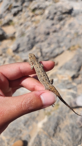 Ornate Tree Lizard