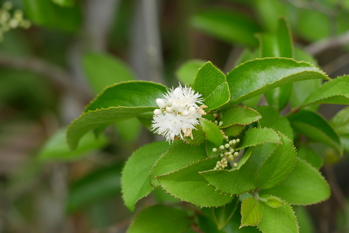 Sapphire-berry (Symplocos paniculata)