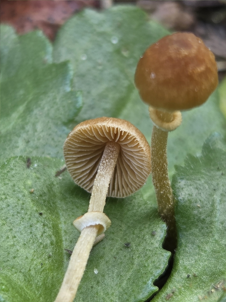 Pholiotina rugosa · March 2026 · photo: © mandymushii (iNaturalist, cc-by)