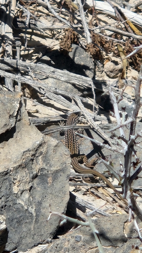 Common Checkered Whiptail