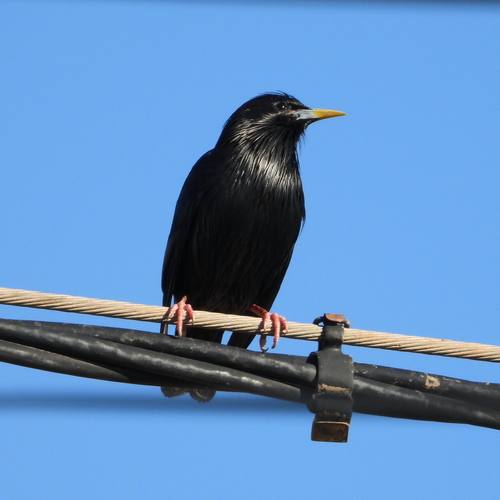 Avistamiento Estornino Negro