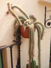 Cleistocactus winteri