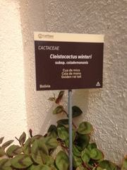 Cleistocactus winteri