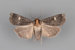 Abagrotis mirabilis