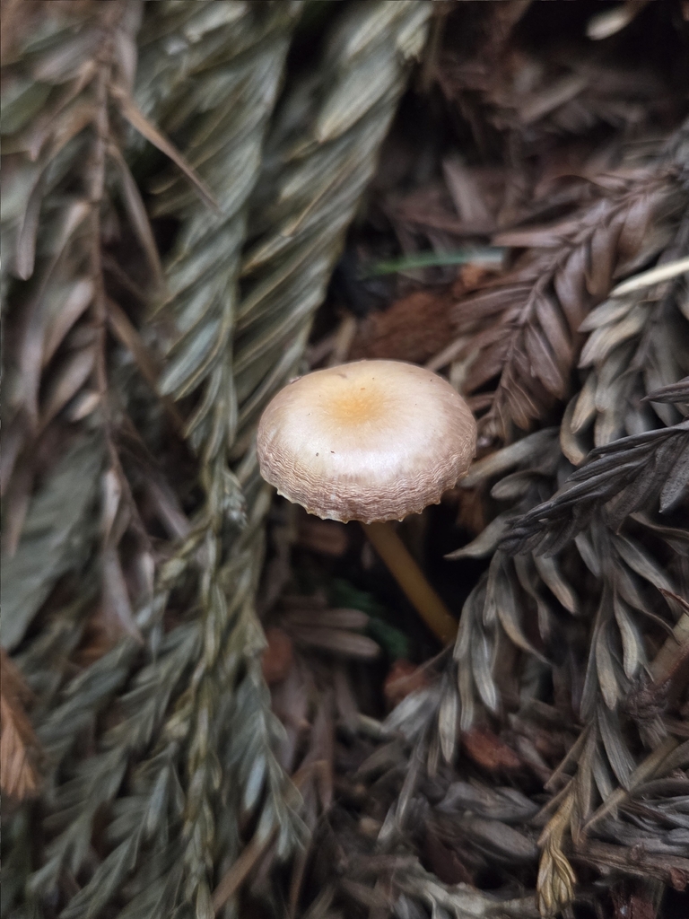 Gliophorus laetus · March 2026 · photo: © mandymushii (iNaturalist, cc-by)