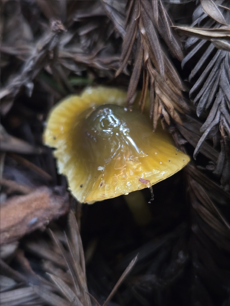 Gliophorus psittacinus · March 2026 · photo: © mandymushii (iNaturalist, cc-by)