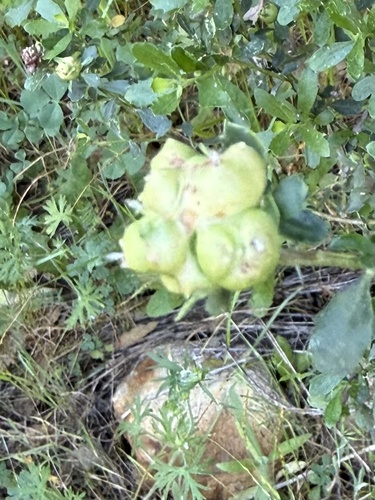 Unknown species found near Bear Creek Redwoods Preserve, Los Gatos, CA, US