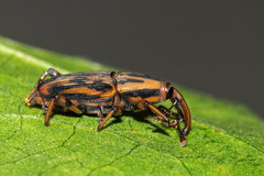 Metamasius hemipterus