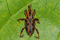 Metamasius hemipterus