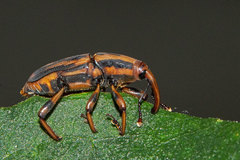 Metamasius hemipterus