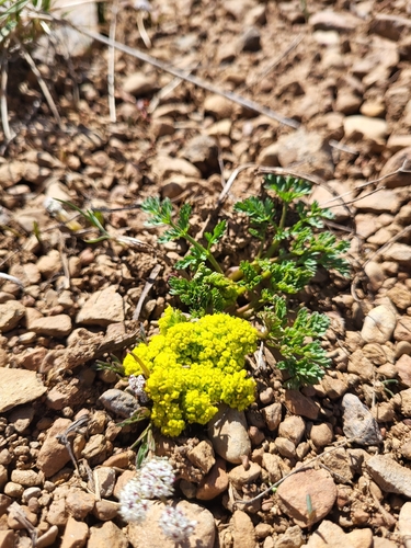 Lomatium donnellii, 2026-03-20