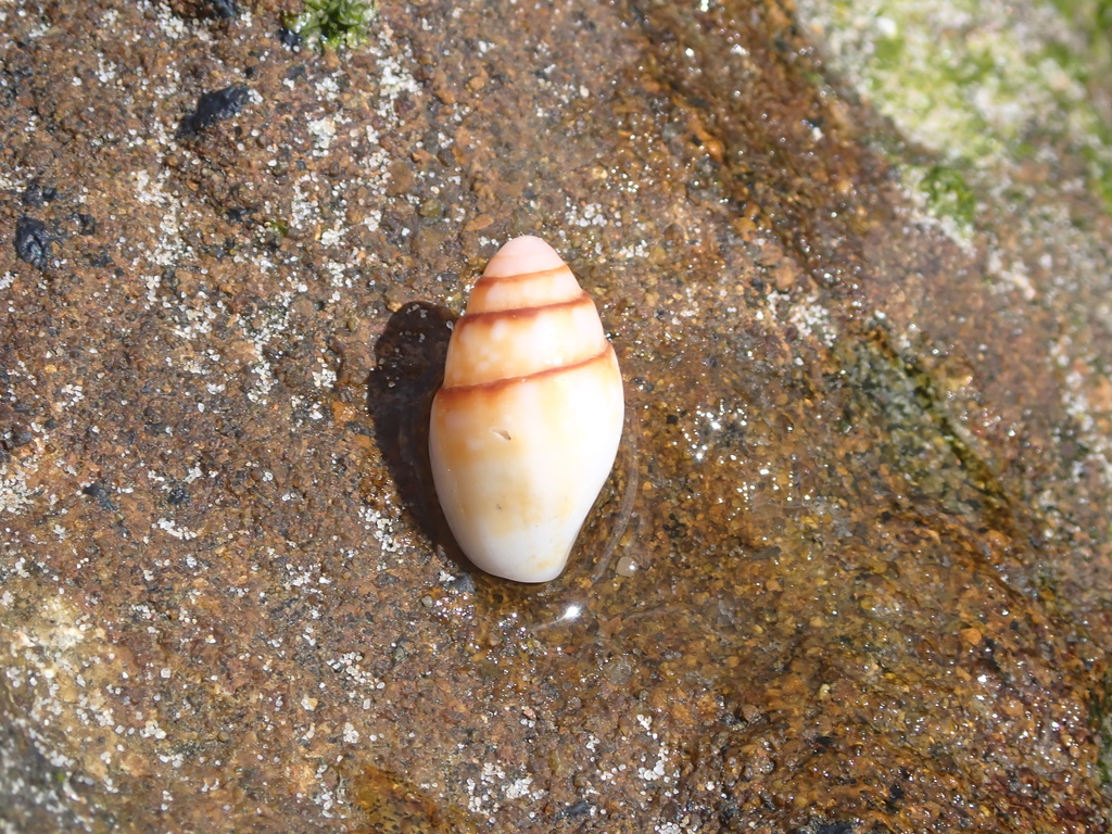 Pyrene Shell Pyrene flava from Woody Head NSW 2466, Australia on March 17, 2026 at ...