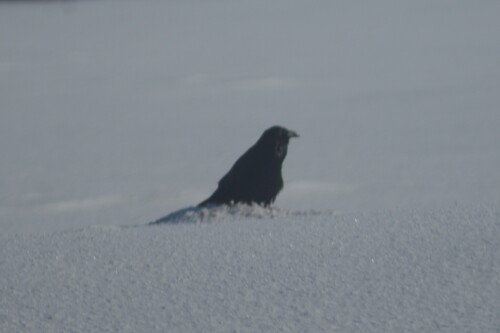 Common Raven