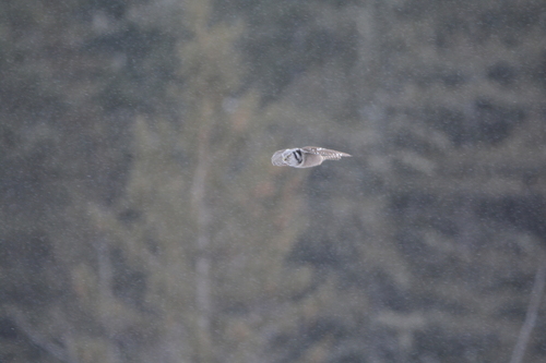 Northern Hawk Owl