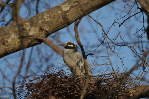 Yellow-crowned Night Heron photographed in Kentucky