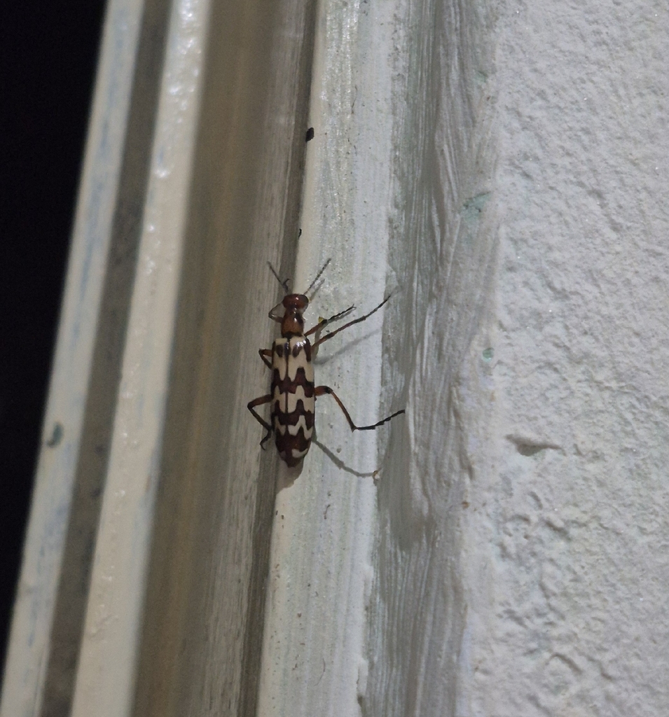 Pyrota Lineata Pyrota proseni from Lapão - BA, Brasil on March 20, 2026 at 07:28 PM by ...