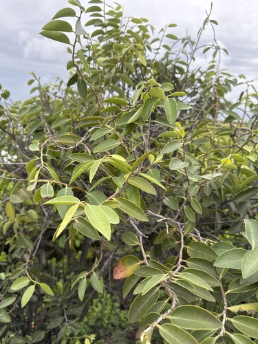Diospyros sandwicensis observed 2026-03-20