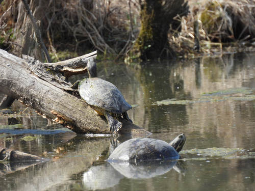 Trachemys scripta