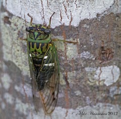 Neotibicen latifasciatus