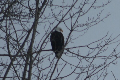Bald Eagle