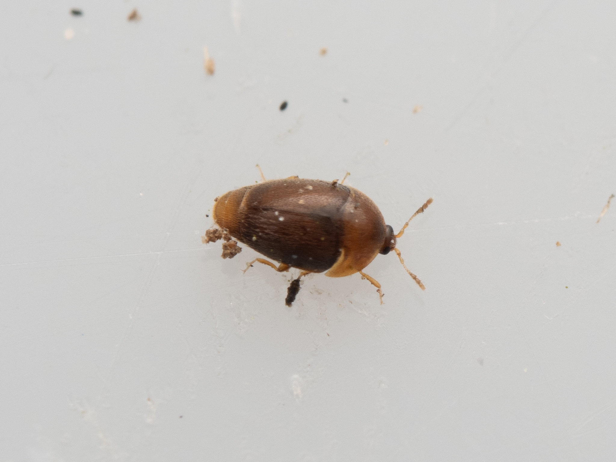 Sericoderus lateralis