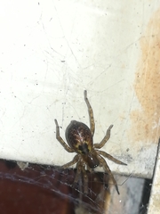 Amaurobius fenestralis