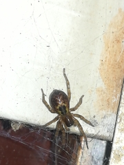 Amaurobius fenestralis