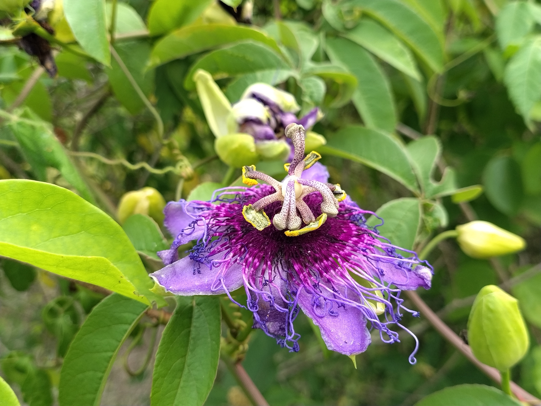 Passiflora cincinnata