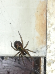 Amaurobius fenestralis