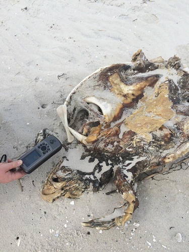 Loggerhead Sea Turtle photographed in New Jersey
