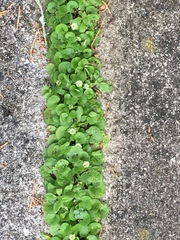 Dichondra carolinensis image