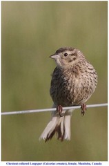 Calcarius ornatus
