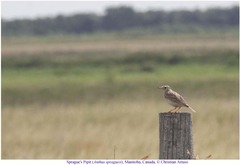 Anthus spragueii