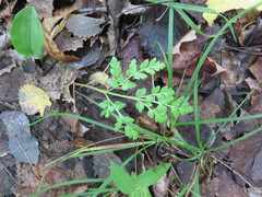 Sceptridium rugulosum