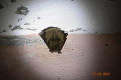 Myotis velifer