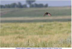 Calcarius ornatus