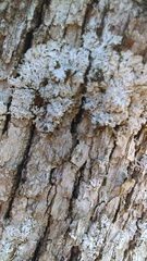 Physconia americana