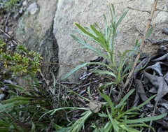 Deinandra minthornii