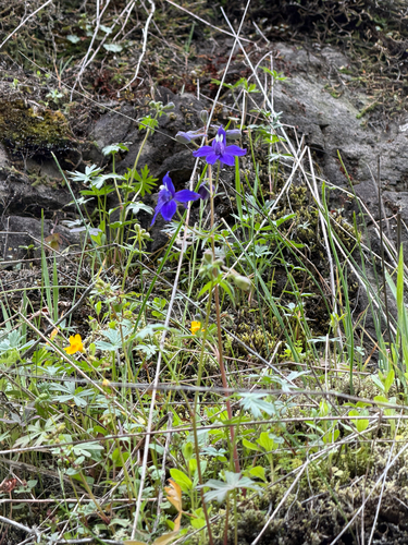 Menzies' Larkspur (Delphinium menziesii)