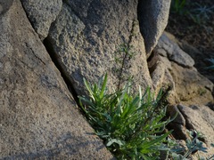 Deinandra minthornii