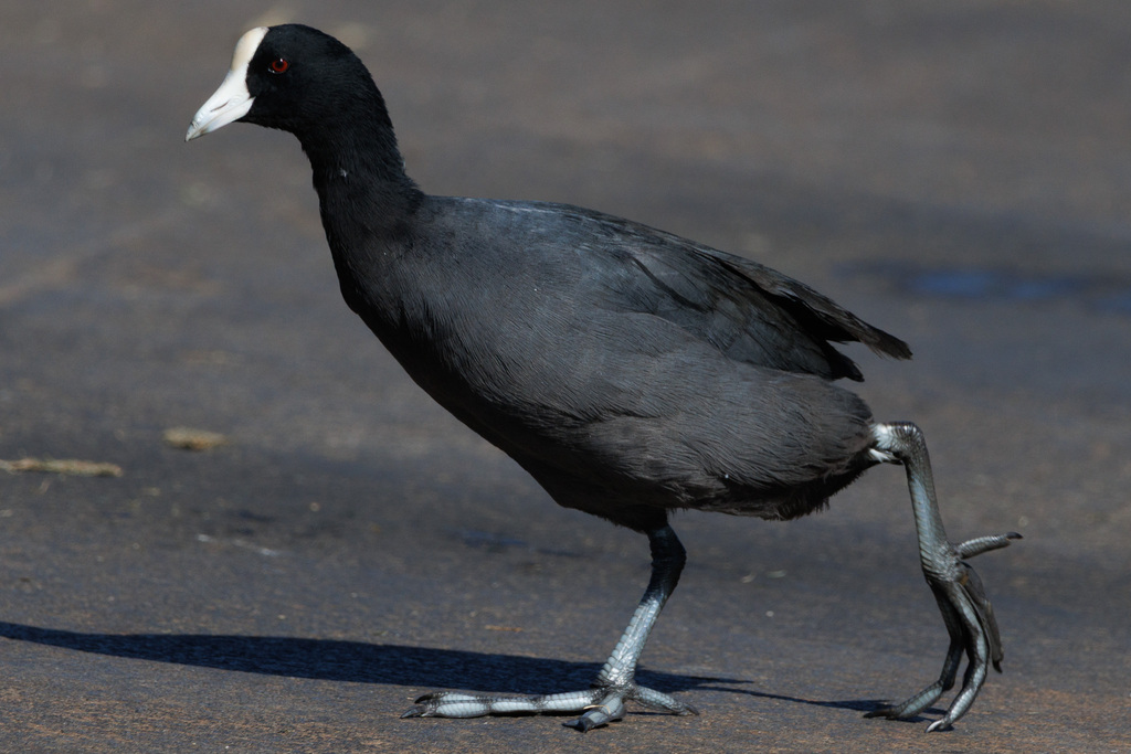 Coots