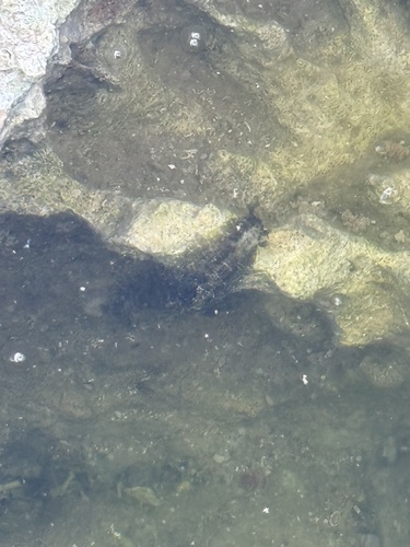 Dolabrifera dolabrifera, 2026-03-15